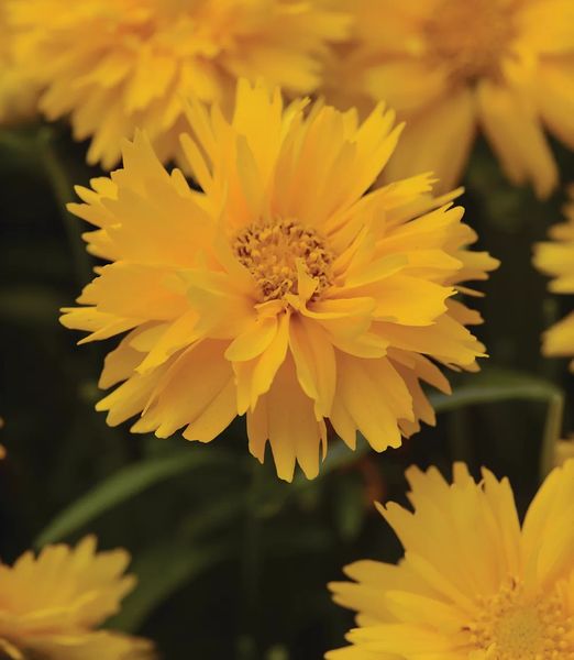 Coreopsis grandiflora 'Double the Sun'